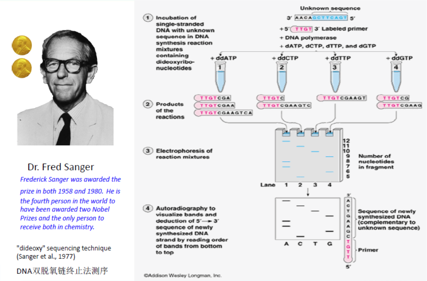 图2. Sanger测序发原理