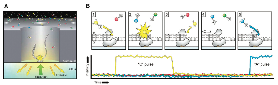 图10. PacBio SMRT 测序原理