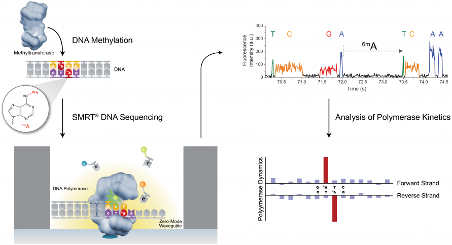 图11. PacBio SMRT 检测甲基化修饰（来源：PacBio官网）