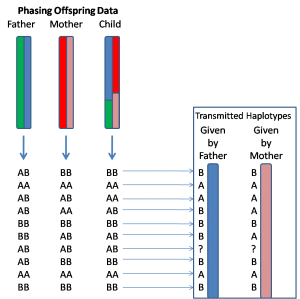 图2. 家系数据实现对子/女基因组的Phasing示意图